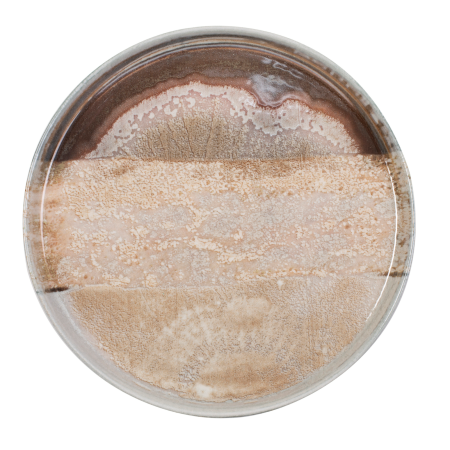 ΠΙΑΤΟ ΕΠΙΠΕΔΟ FLAT NATURA 27 CM NEW BONE CHINA 