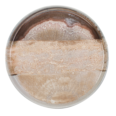 ΠΙΑΤΟ ΕΠΙΠΕΔΟ FLAT NATURA 29,5 CM NEW BONE CHINA 
